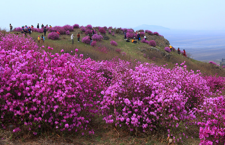 黑龙江十大赏花胜地2025年排行榜前十名榜单出炉