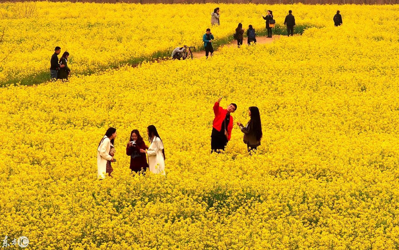 山东十大赏花胜地2025年排行榜前十名榜单出炉