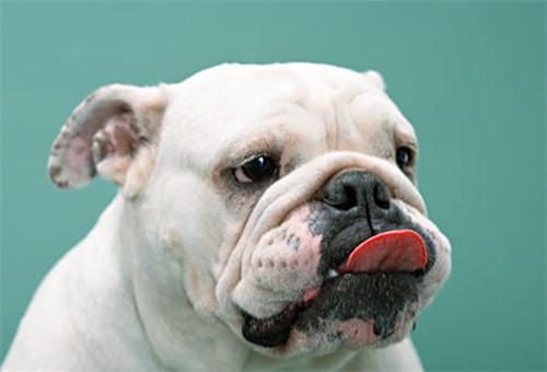 世界上体味最重的十种狗狗2025年排行榜前十名榜单出炉