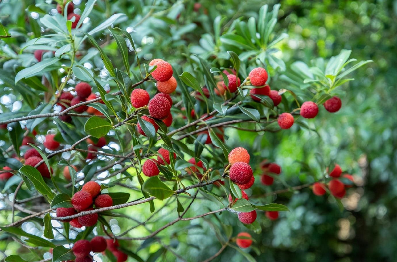 全国十大杨梅产地2025年排行榜前十名榜单出炉