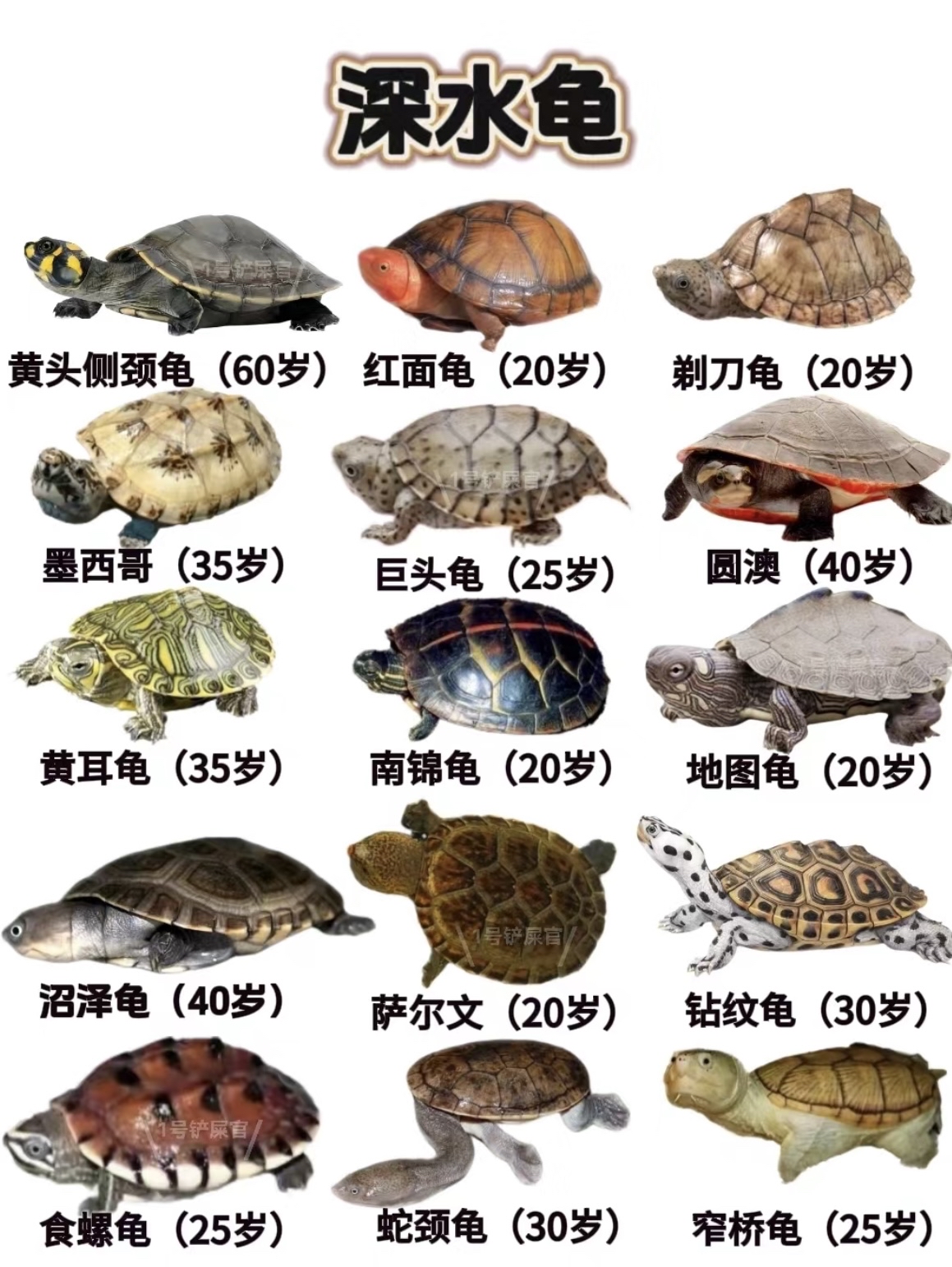 世界十大最贵龟2025年排行榜前十名榜单出炉