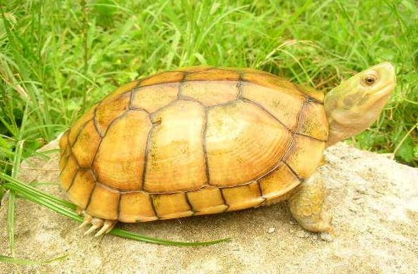 世界十大最贵龟2025年排行榜前十名榜单出炉