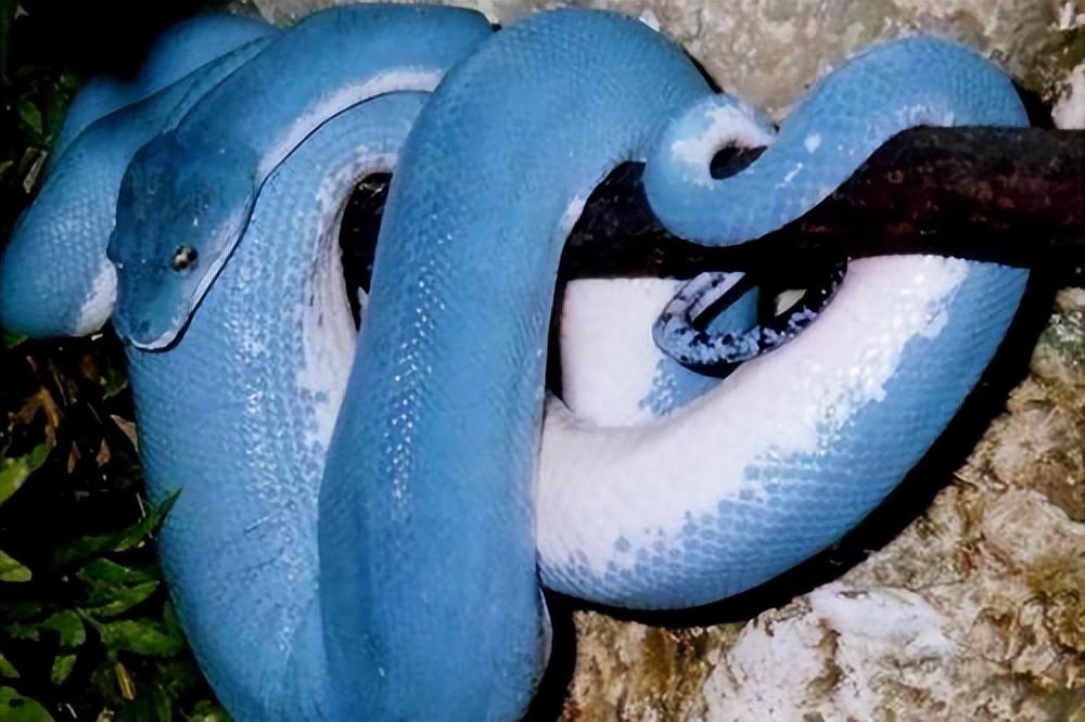 世界十大最贵龟2025年排行榜前十名榜单出炉