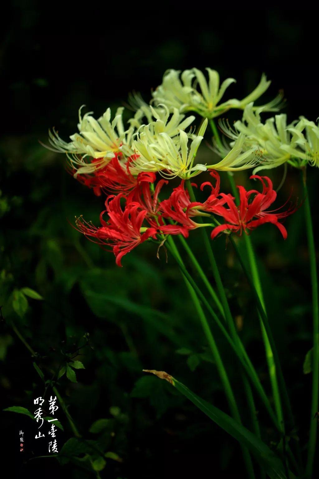 南京市十大名山2025年排行榜前十名榜单出炉