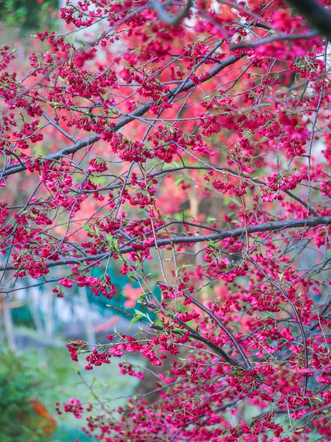 福州最美的十大公园2025年排行榜前十名榜单出炉