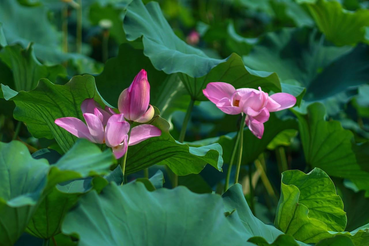 苏州十大赏荷花好去处2025年排行榜前十名榜单出炉