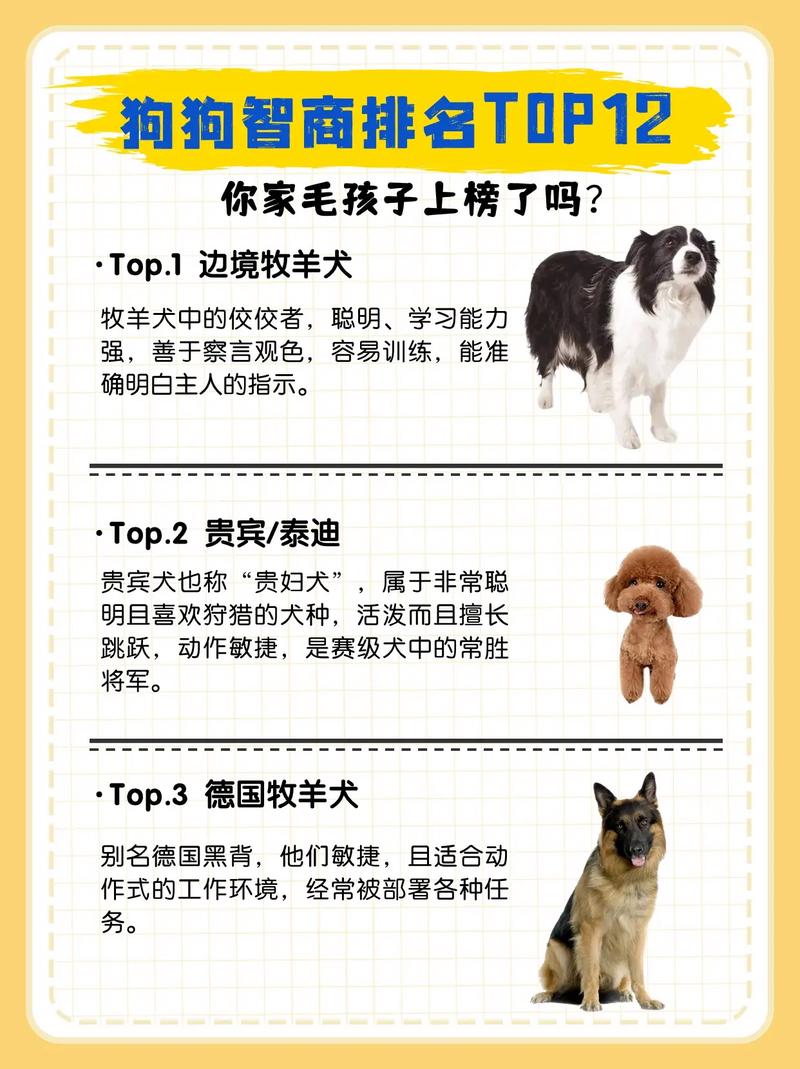 世界十大最厉害的牧羊犬2025年排行榜前十名榜单出炉