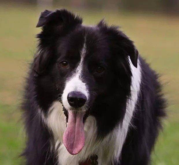 世界十大最厉害的牧羊犬2025年排行榜前十名榜单出炉