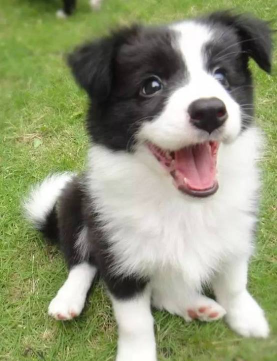 世界十大最厉害的牧羊犬2025年排行榜前十名榜单出炉