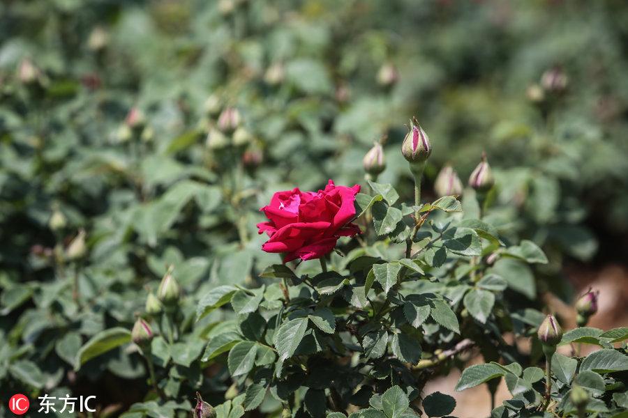 昆明十大城市名片2025年排行榜前十名榜单出炉