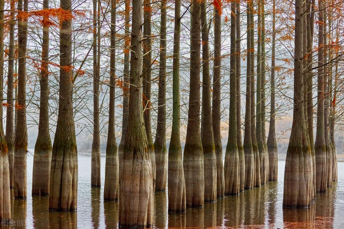 世界十大最耐水的树2025年排行榜前十名有哪些