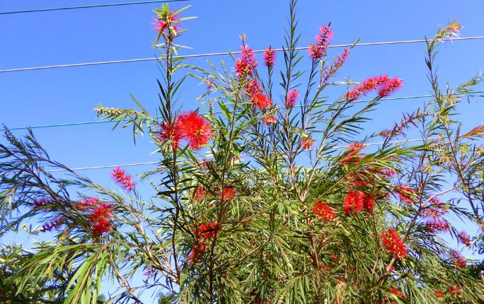 世界十大最耐水的树2025年排行榜前十名有哪些