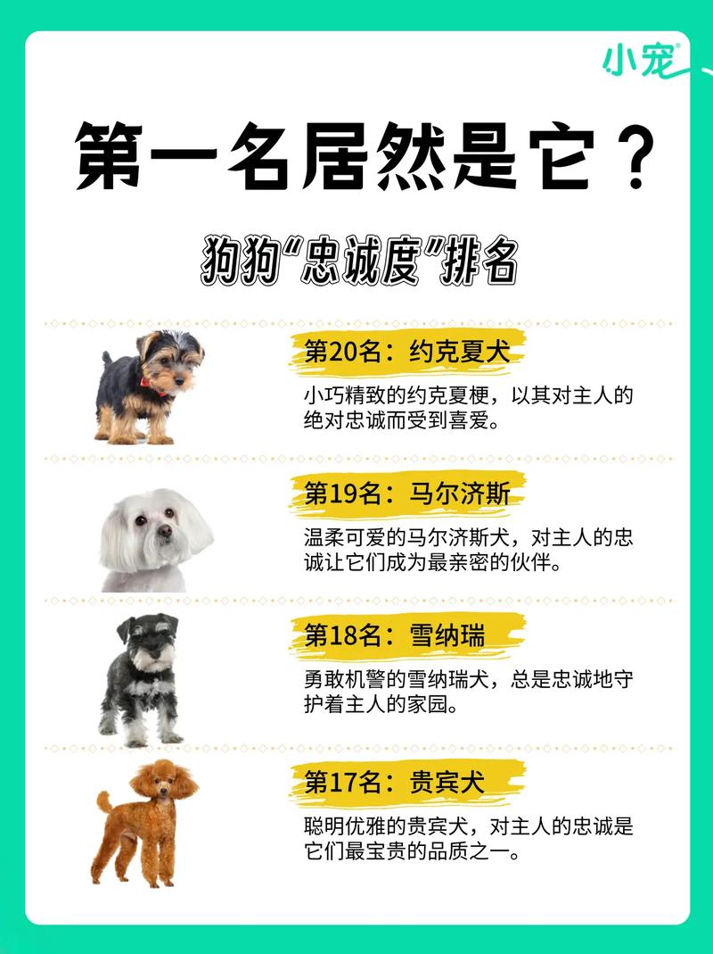 最受欢迎的十大宠物狗2025年排行榜前十名榜单出炉