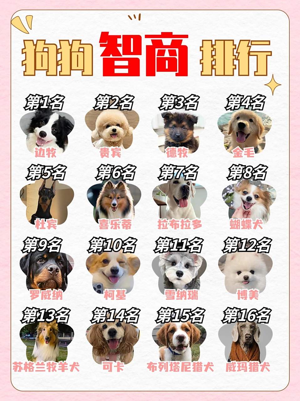 最受欢迎的十大宠物狗2025年排行榜前十名榜单出炉