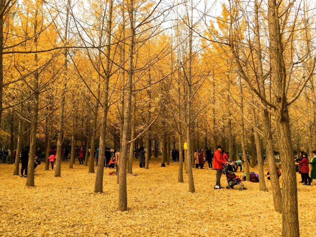 北京面积最大的森林公园2025年排行榜前十名榜单出炉