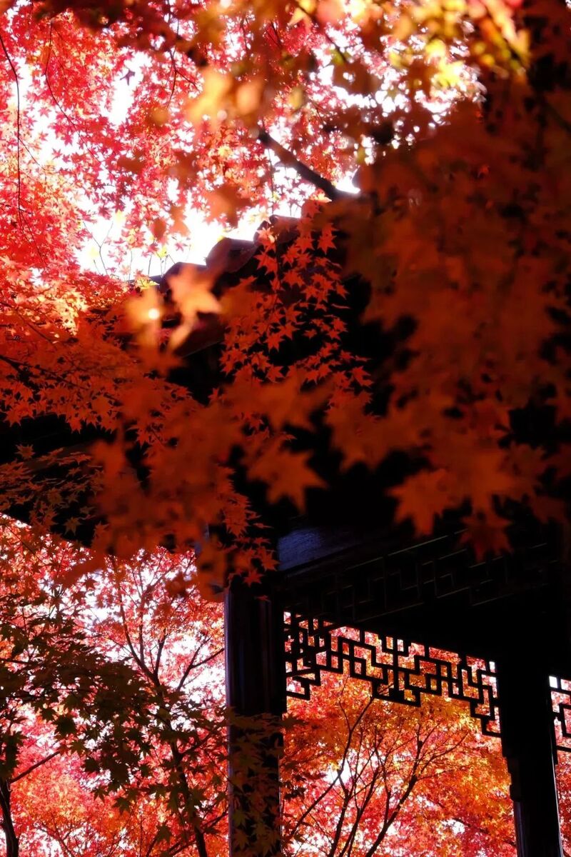 南京十大赏红叶好去处2025年排行榜前十名榜单出炉