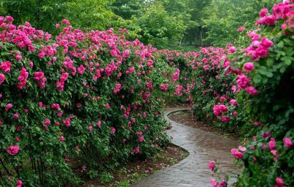 四川十大赏花胜地2025年排行榜前十名榜单出炉