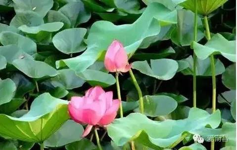 南昌十大赏荷花好去处2025年排行榜前十名榜单出炉