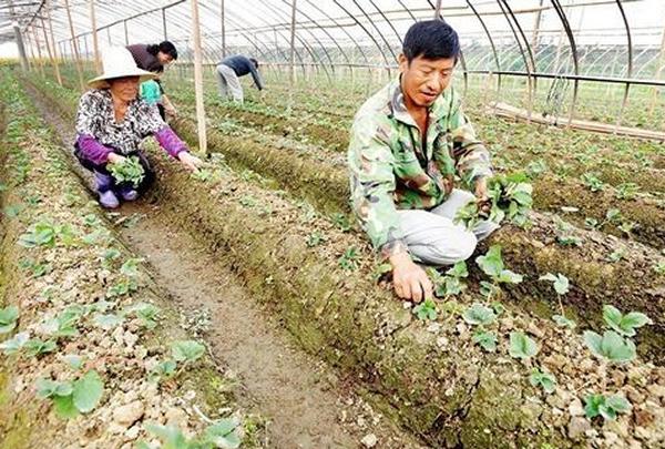 山东十大特色水果2025年排行榜前十名榜单出炉