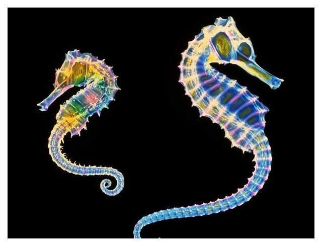 十大最漂亮的海马2025年排行榜前十名榜单出炉