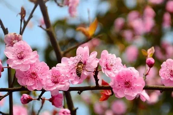 中国十大赏桃花胜地2025年排行榜前十名榜单出炉