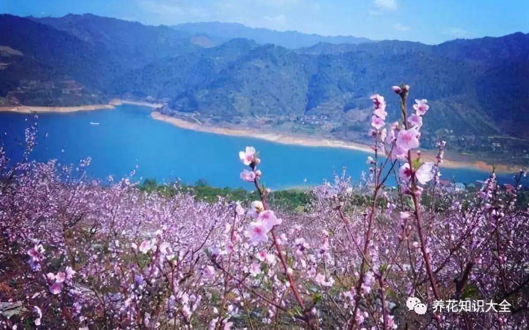 中国十大赏桃花胜地2025年排行榜前十名榜单出炉