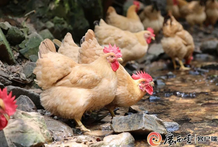 广西著名地理标志保护产品2025年排行榜前十名榜单出炉