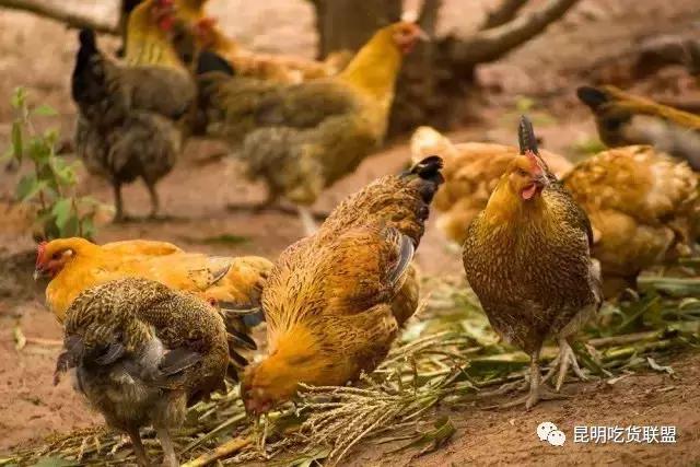 昆明十大钓鱼好地方2025年排行榜前十名榜单出炉 昆明十大钓鱼好地方2025年排行榜前十名榜单出炉