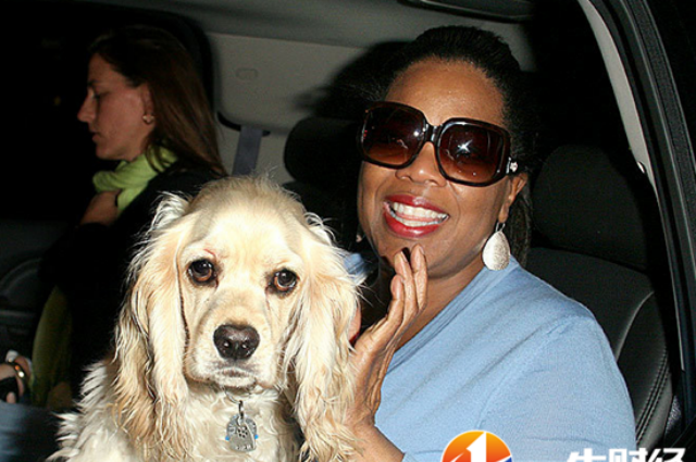 世界十大富豪明星爱养犬种2025年排行榜前十名榜单出炉