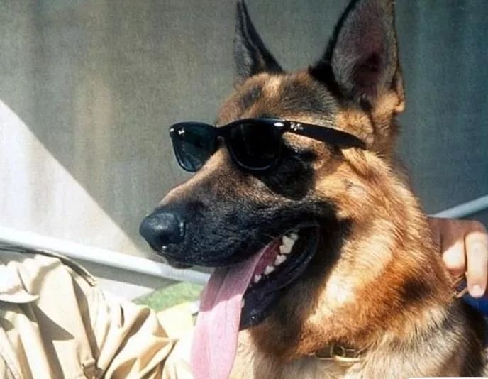 世界十大富豪明星爱养犬种2025年排行榜前十名榜单出炉