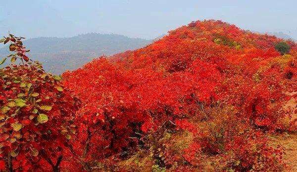 北京十大赏红叶好去处2025年排行榜前十名榜单出炉