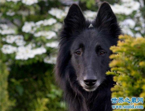 比利时十大本土特有犬种狗狗2025年排行榜前十名榜单出炉