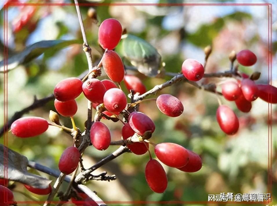 中国十大山茱萸产地2025年排行榜前十名榜单出炉