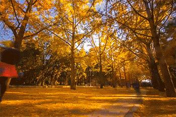 沈阳十大赏叶好去处2025年排行榜前十名榜单出炉