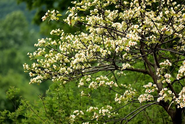 驻马店十大小吃2025年排行榜前十名榜单出炉