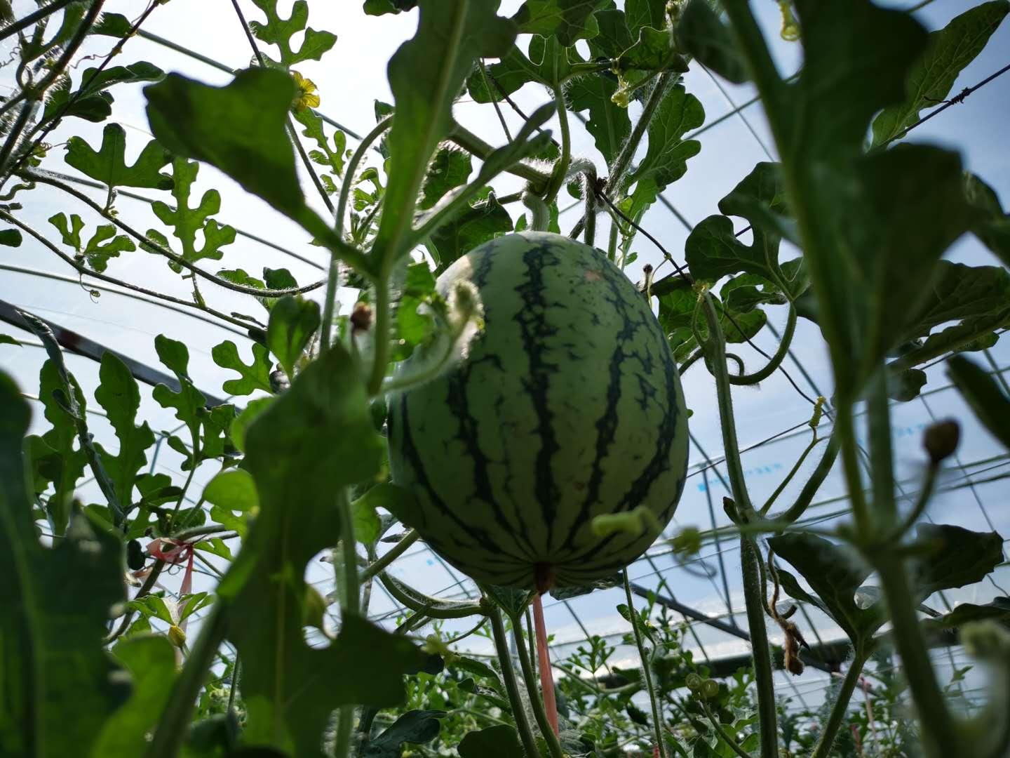 西瓜十大品种2025年排行榜前十名榜单出炉