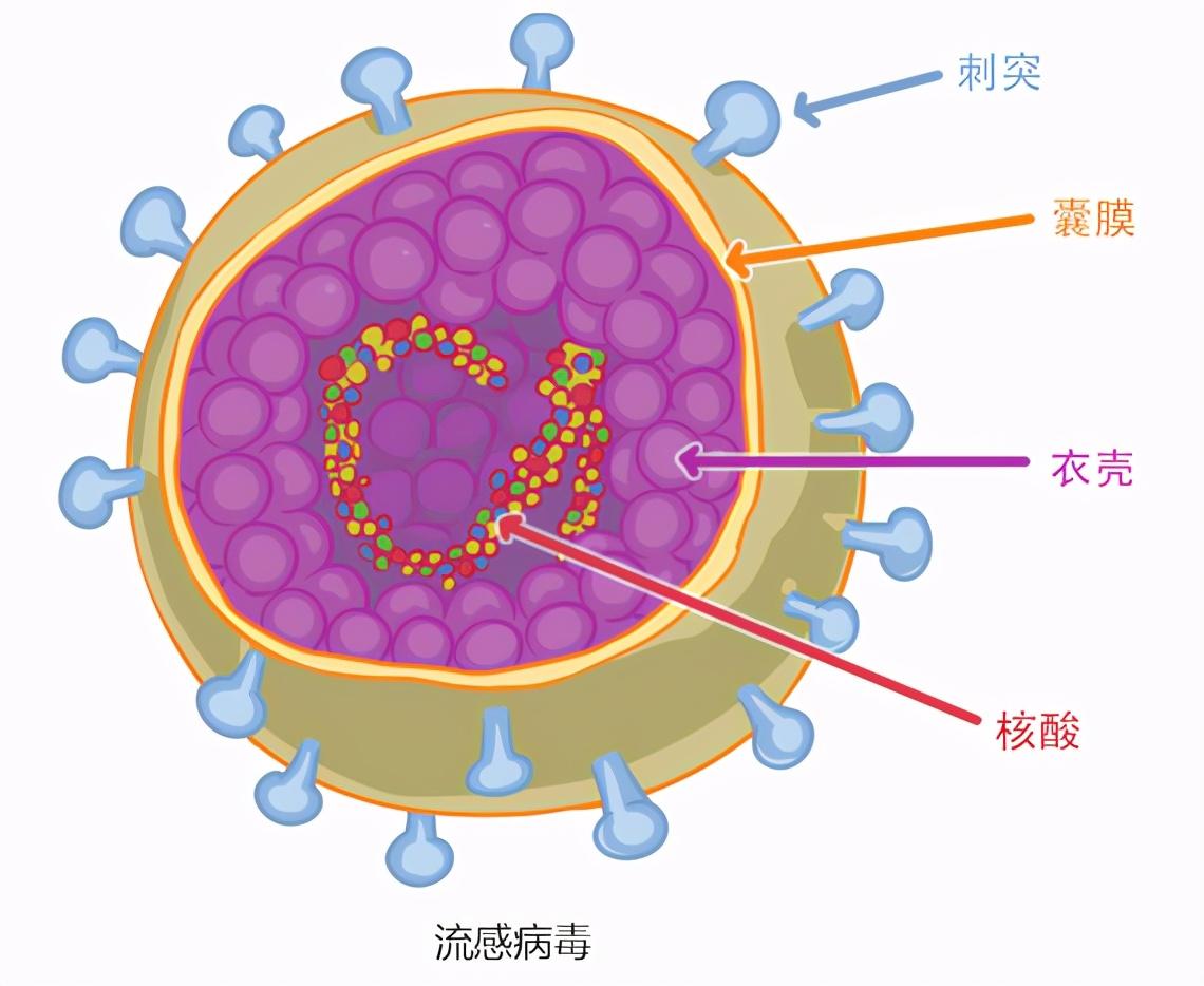 十大新冠病毒变异毒株2025年排行榜前十名榜单出炉