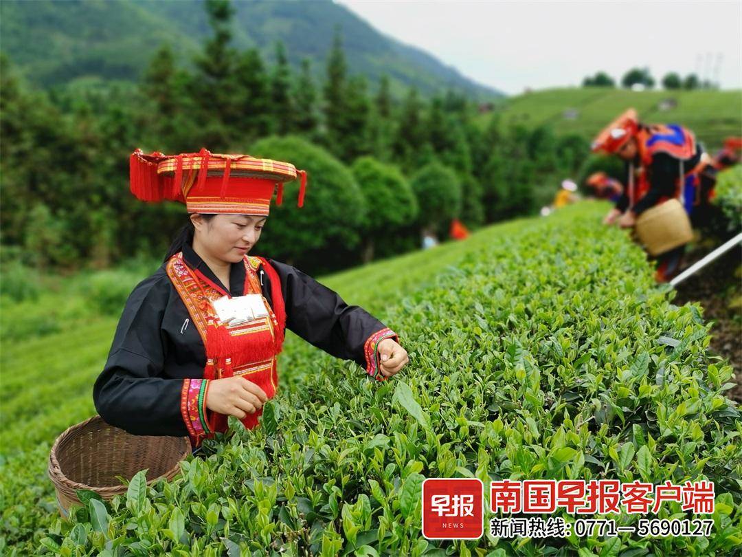 百色著名地理标志保护产品2025年排行榜前十名榜单出炉