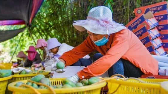 百色著名地理标志保护产品2025年排行榜前十名榜单出炉