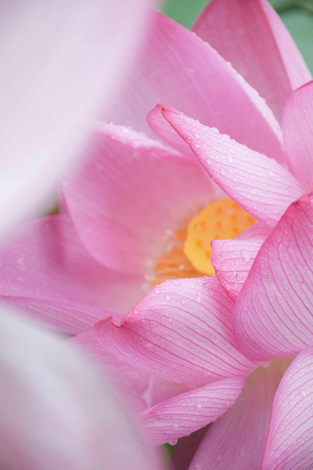 杭州十大赏荷花好去处2025年排行榜前十名榜单出炉