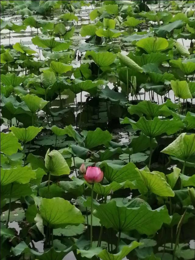 杭州十大赏荷花好去处2025年排行榜前十名榜单出炉