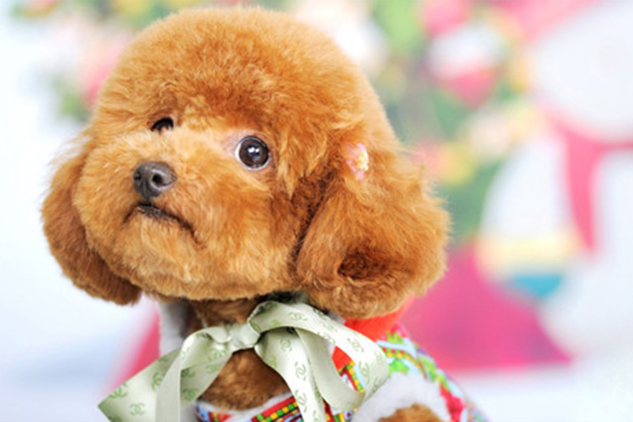 世界十大最受欢迎的宠物龟2025年排行榜前十名榜单出炉