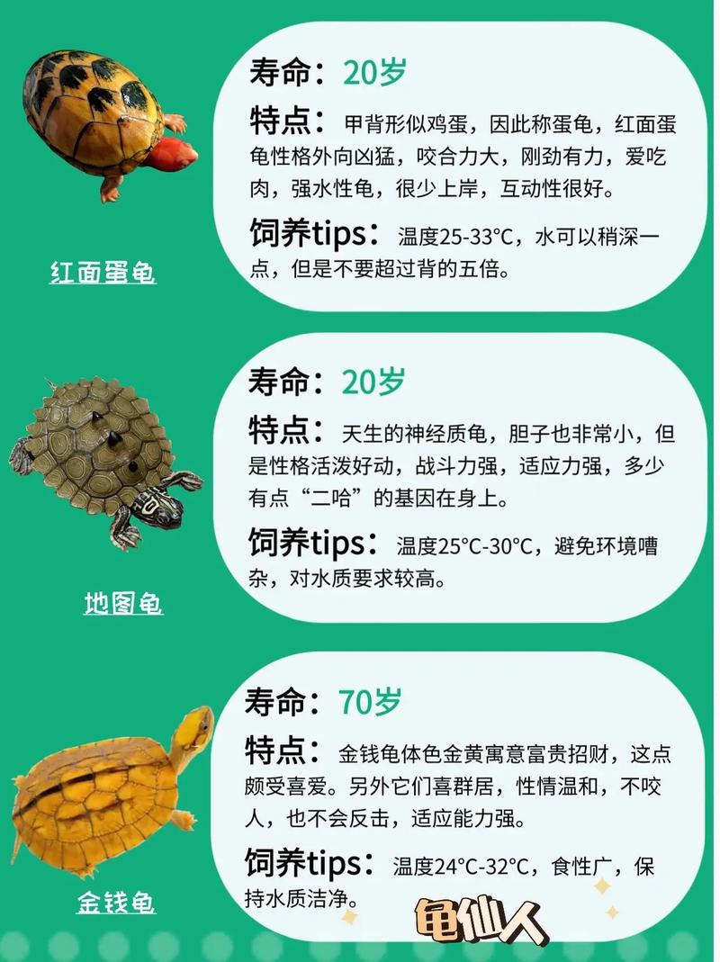 世界十大最受欢迎的宠物龟2025年排行榜前十名榜单出炉