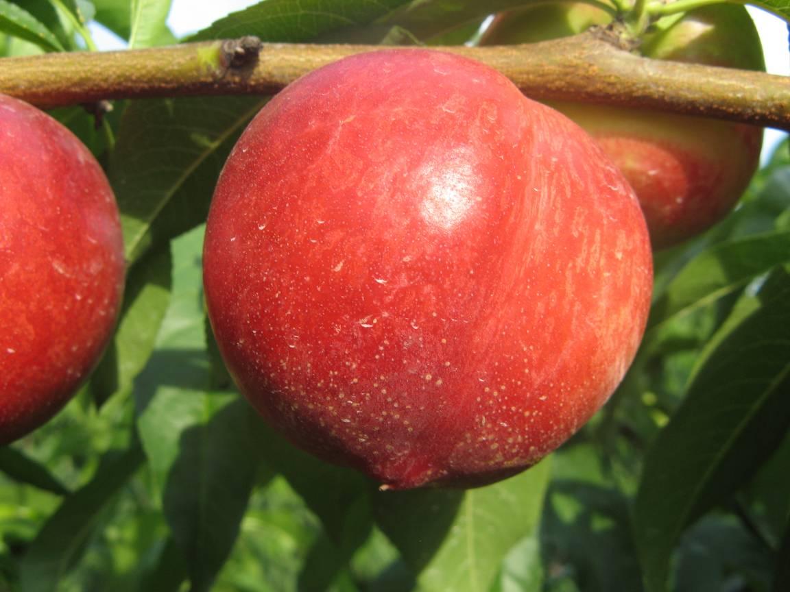 油桃十大品种2025年排行榜前十名榜单出炉