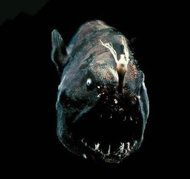 海洋十大怪异动物2025年排行榜前十名榜单出炉