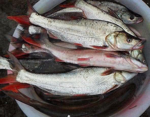 中国十大黄花鱼产地2025年排行榜前十名榜单出炉