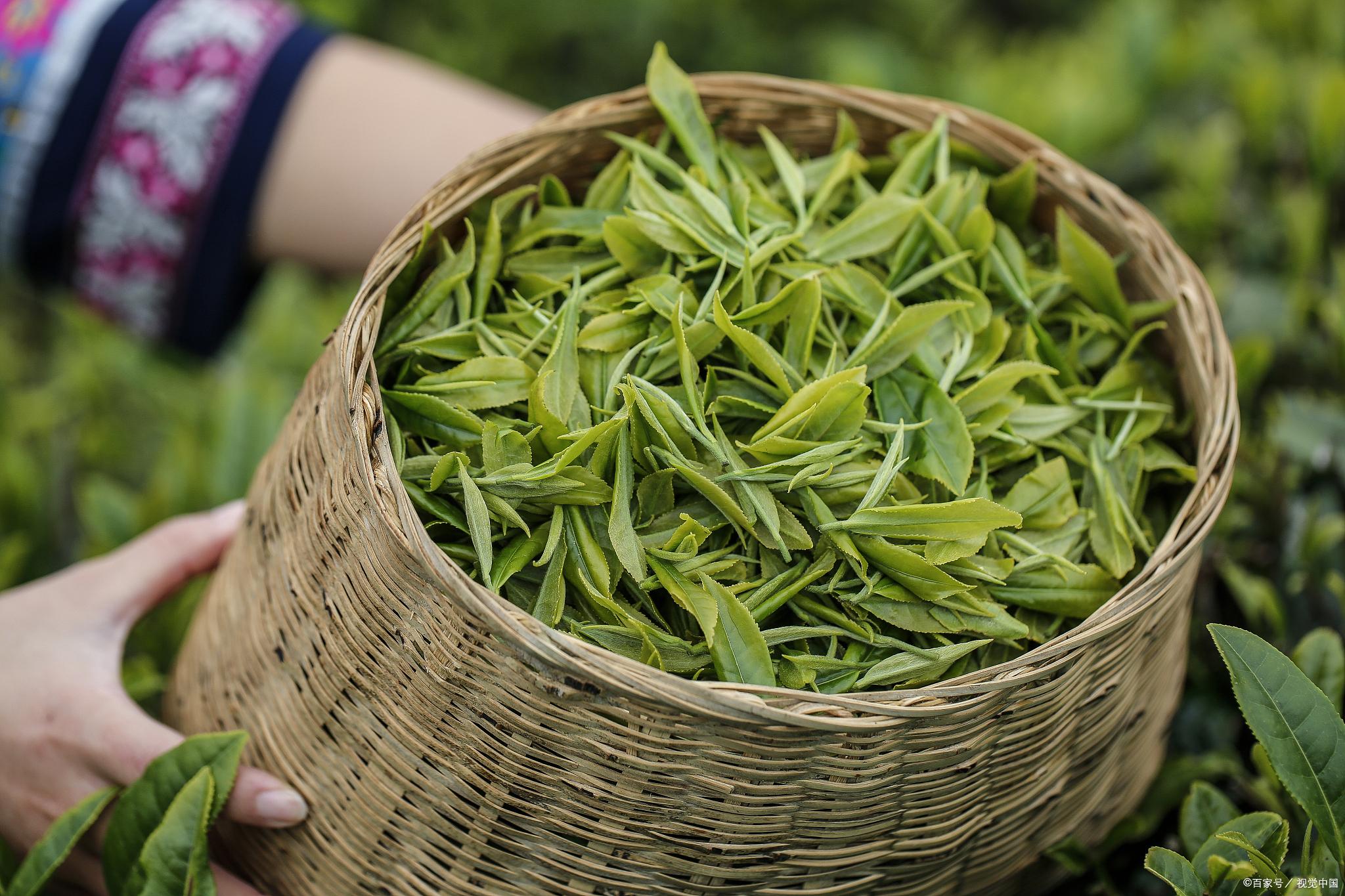 中国十大茶叶种植基地2025年排行榜前十名榜单出炉