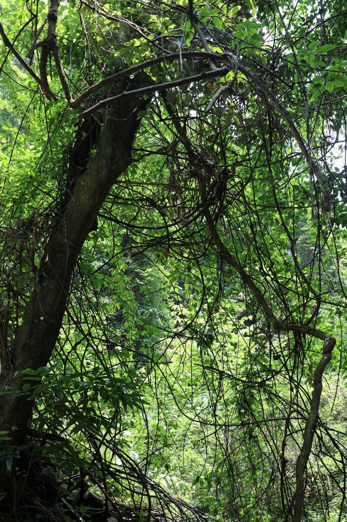 世界十大植物博物馆2025年排行榜前十名榜单出炉