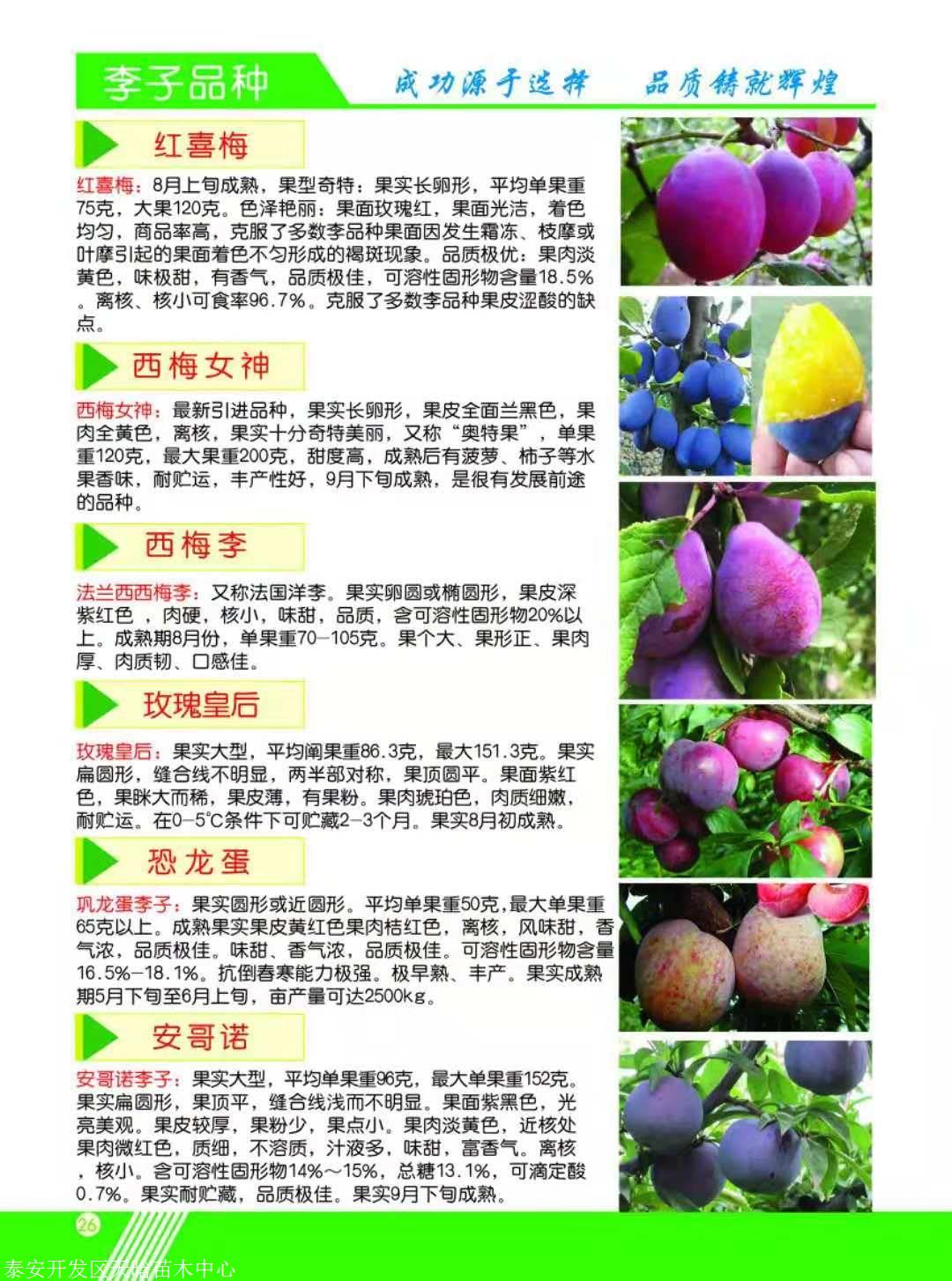 李子十大品种2025年排行榜前十名榜单出炉