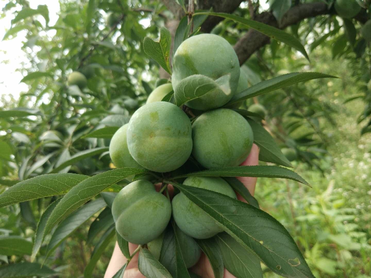 李子十大品种2025年排行榜前十名榜单出炉